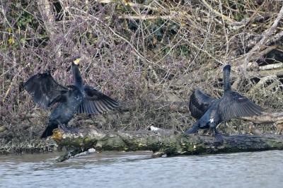 Phalacrocorax carbo
