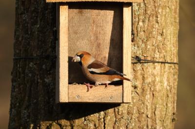 Coccothraustes coccothraustes