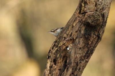 Certhia brachydactyla