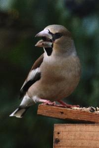 Coccothraustes coccothraustes