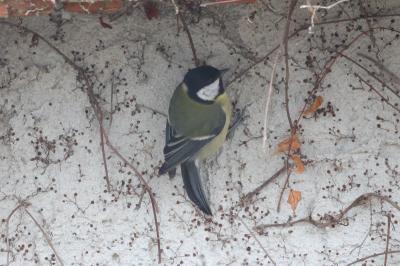Mésange charbonnière