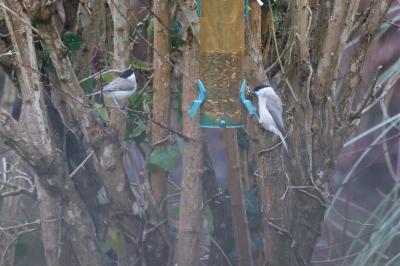 Mésange nonnette