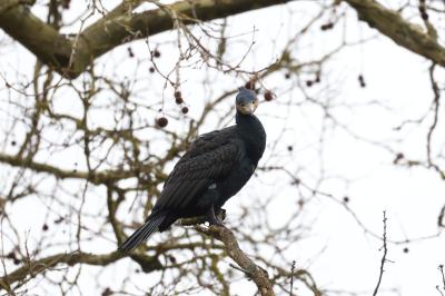Grand Cormoran