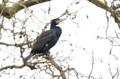 Grand Cormoran