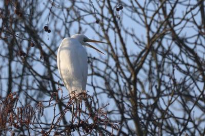 Ardea alba
