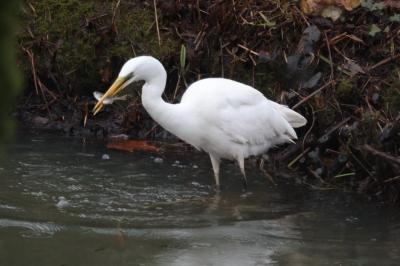 Grande Aigrette