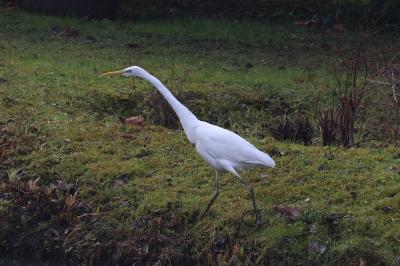 Grande Aigrette