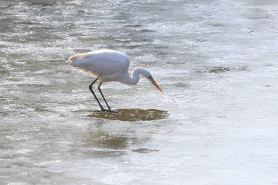 Grande Aigrette