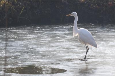 Grande Aigrette