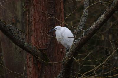 Aigrette garzette