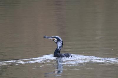 Grand Cormoran
