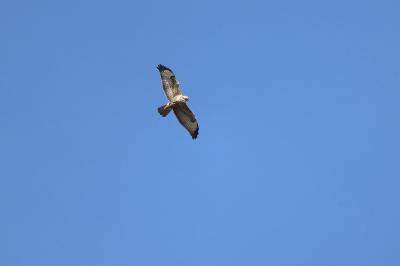 Buse variable
