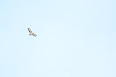 Buse variable
