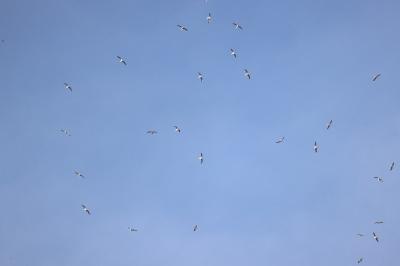 Mouette rieuse