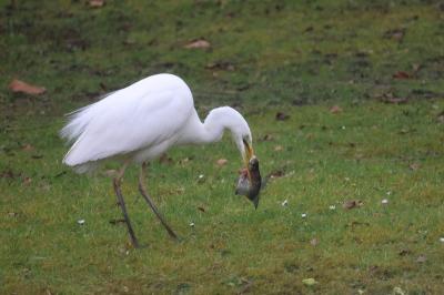 Ardea alba