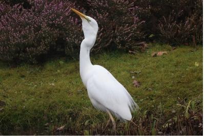 Grande Aigrette