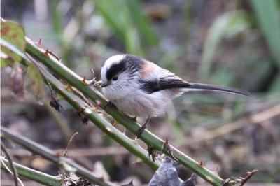 Aegithalos caudatus