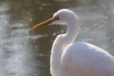 Grande Aigrette