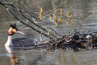 Podiceps cristatus