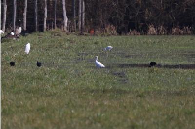 Ibis falcinelle