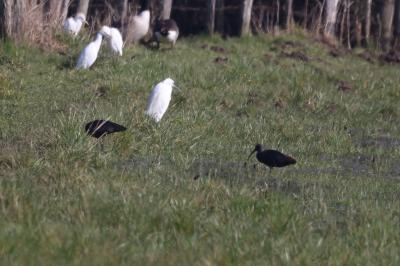 Ibis falcinelle