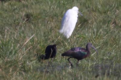Ibis falcinelle