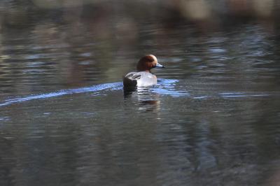 Canard siffleur