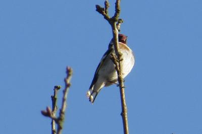 Chardonneret élégant