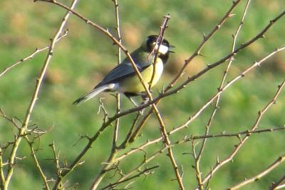 Mésange charbonnière