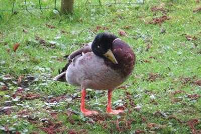 Canard colvert