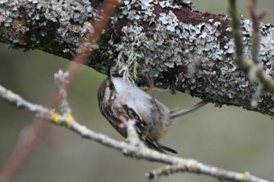 Certhia brachydactyla