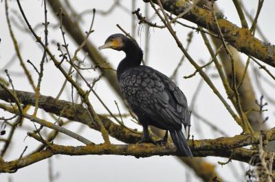 Grand Cormoran