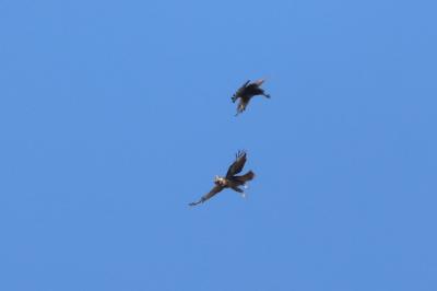 Buse variable