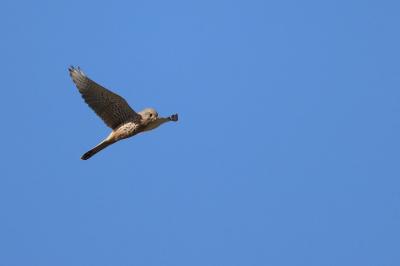 Faucon crécerelle