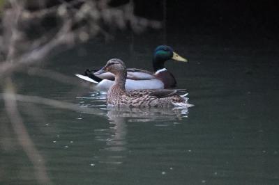 Canard colvert