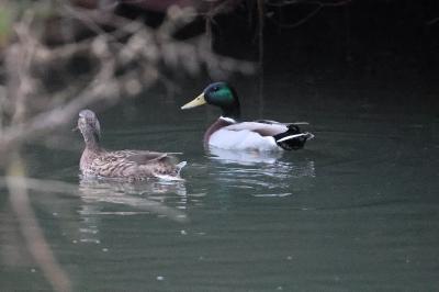 Canard colvert