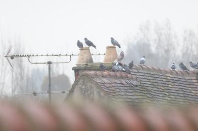 Columba livia
