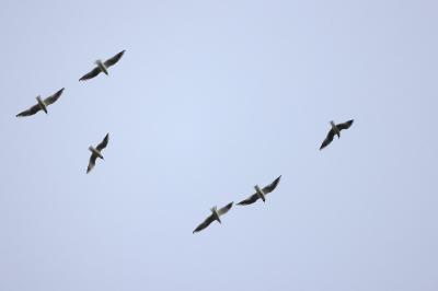 Mouette rieuse