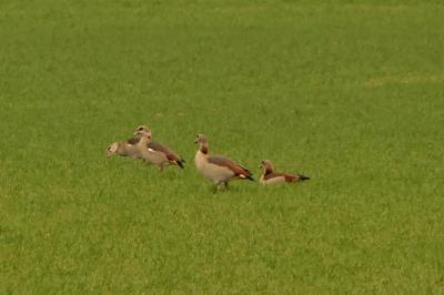 Alopochen aegyptiaca