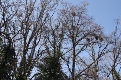 Corbeau freux