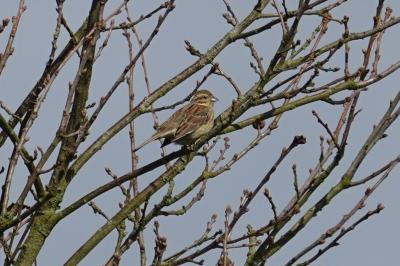 Emberiza cirlus