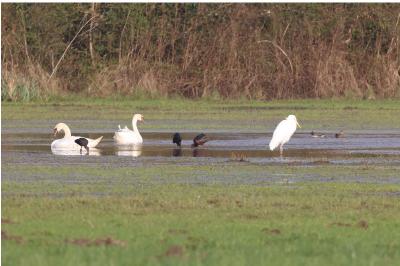 Ibis falcinelle