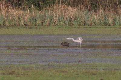 Ibis falcinelle