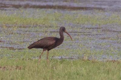 Ibis falcinelle