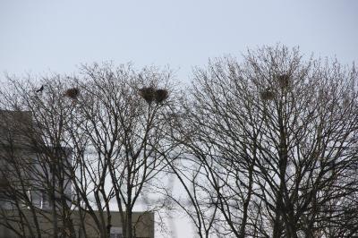 Corbeau freux