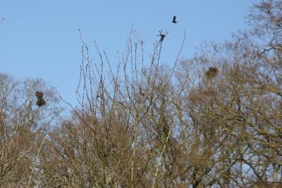 Corbeau freux