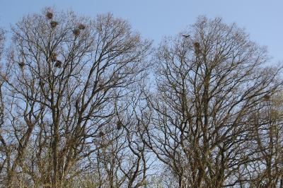 Corbeau freux