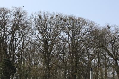 Corbeau freux