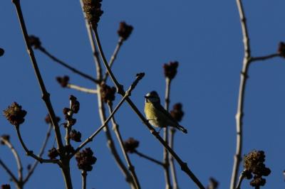 Mésange bleue