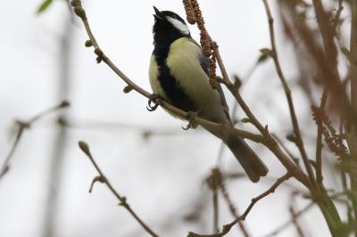 Mésange charbonnière